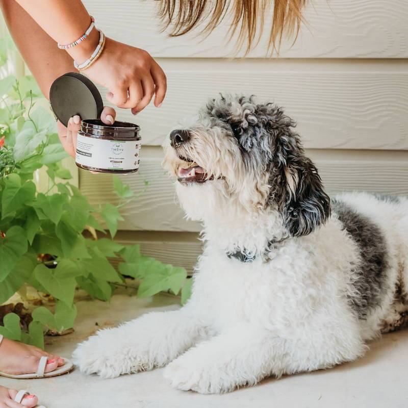 CBD and Your Pet: An Effective Treatment?