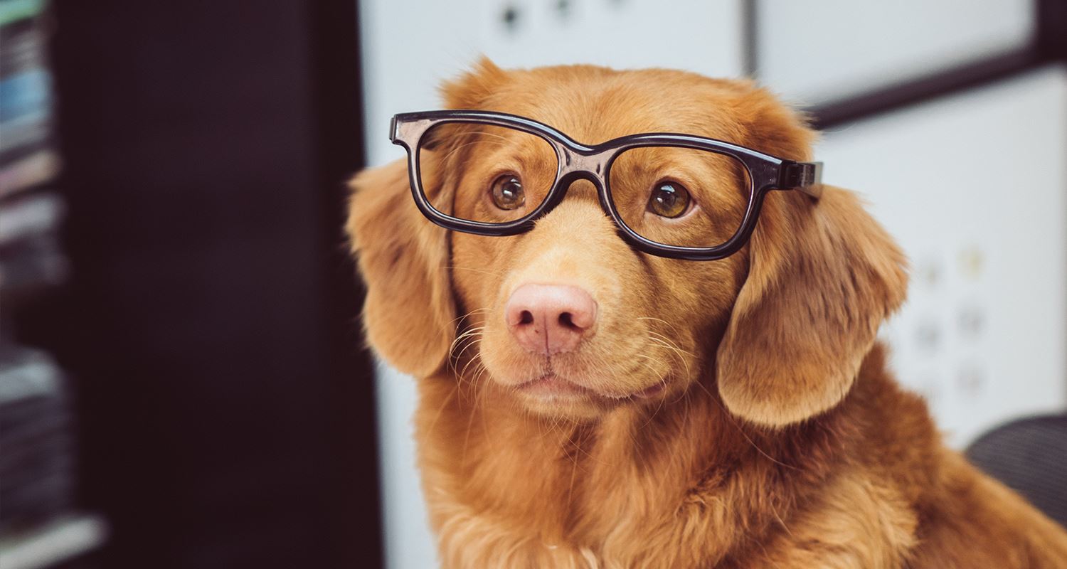 Going Back to the Office: A Dog’s Point of View