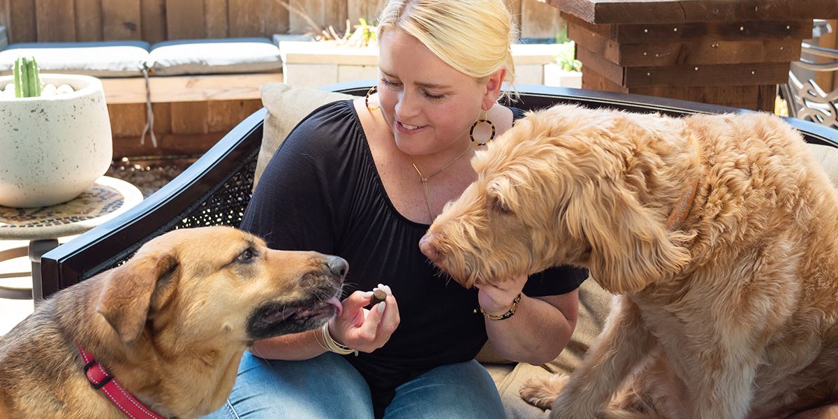 Can CBD Help Anxious Dogs with Fireworks?