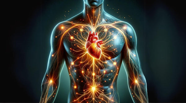CBD, the Endocannabinoid System, and Your Heart