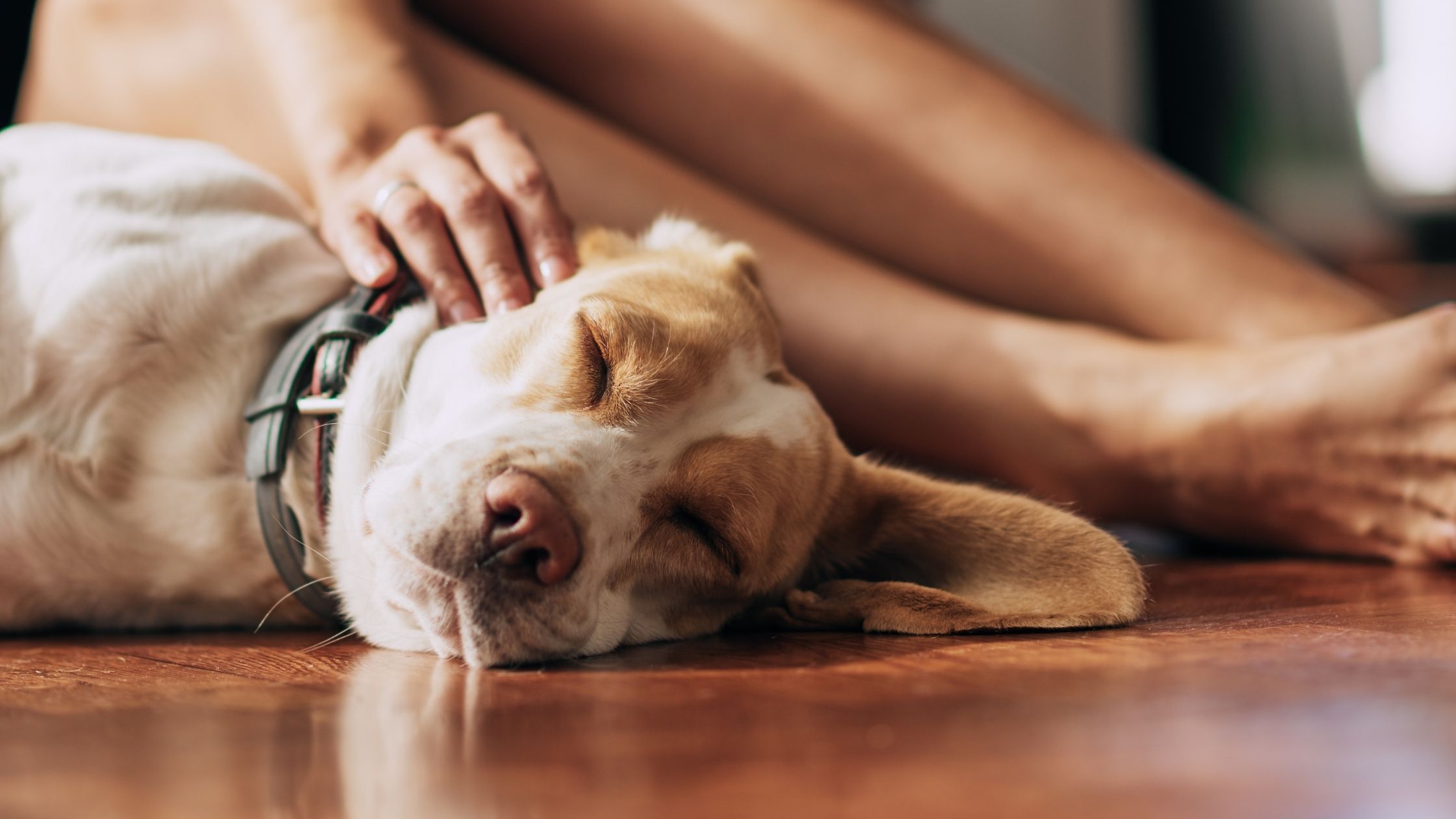 National Pet Day is April 11th