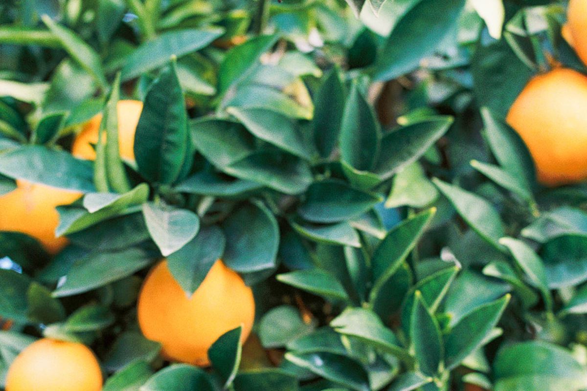 Your Unofficial Guide to Whole30®