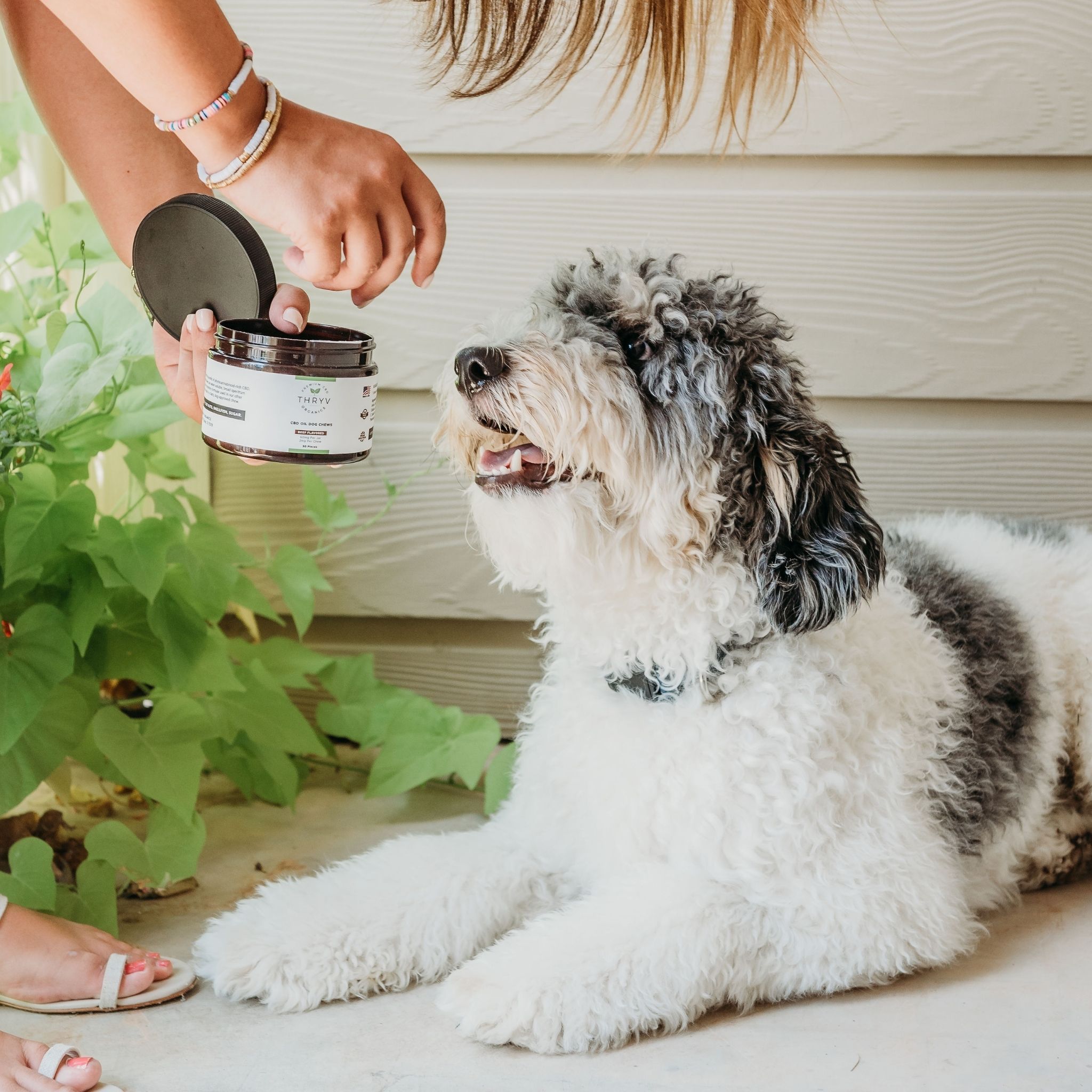 Happy Hound Bundle Thryv Organics 