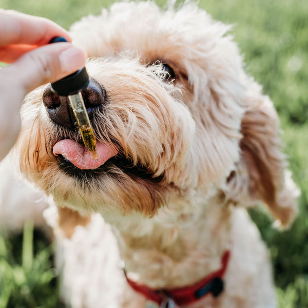 USDA Certified Organic Pet CBD Oil Drops Pets Thryv Organics 